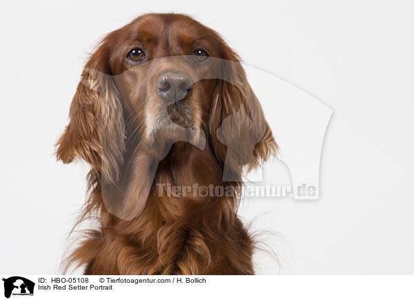 Irish Red Setter Portrait / Irish Red Setter Portrait / HBO-05108