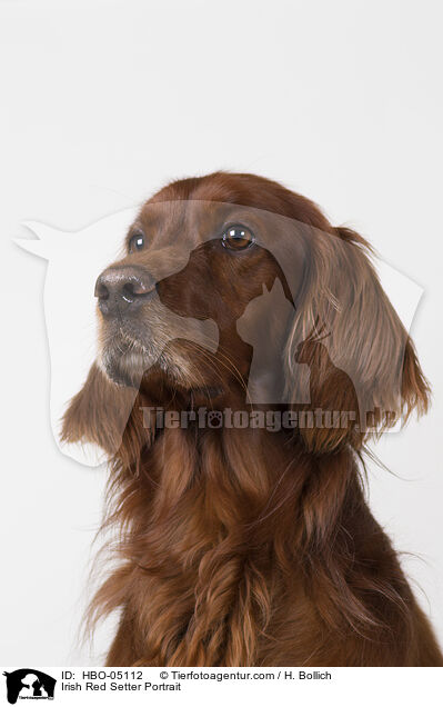 Irish Red Setter Portrait / Irish Red Setter Portrait / HBO-05112