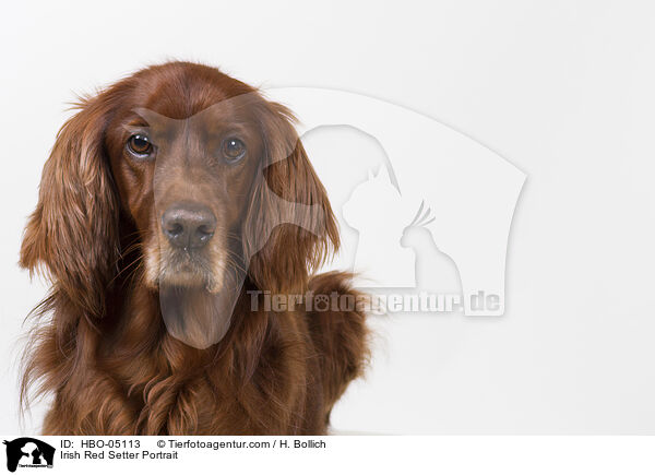 Irish Red Setter Portrait / Irish Red Setter Portrait / HBO-05113