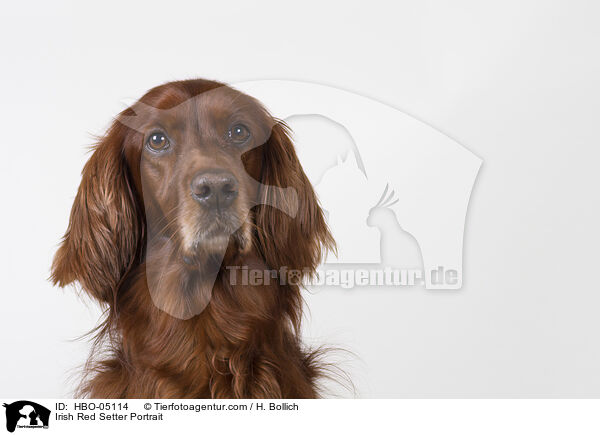 Irish Red Setter Portrait / Irish Red Setter Portrait / HBO-05114