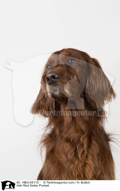 Irish Red Setter Portrait / Irish Red Setter Portrait / HBO-05115