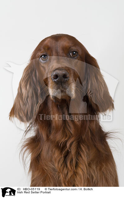 Irish Red Setter Portrait / Irish Red Setter Portrait / HBO-05119