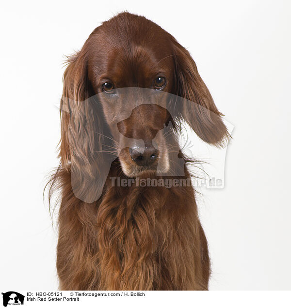 Irish Red Setter Portrait / Irish Red Setter Portrait / HBO-05121