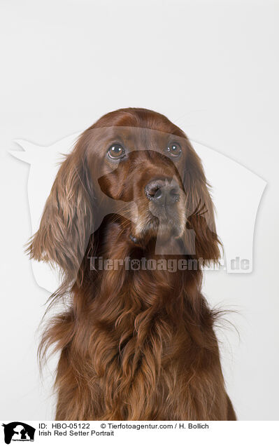 Irish Red Setter Portrait / Irish Red Setter Portrait / HBO-05122