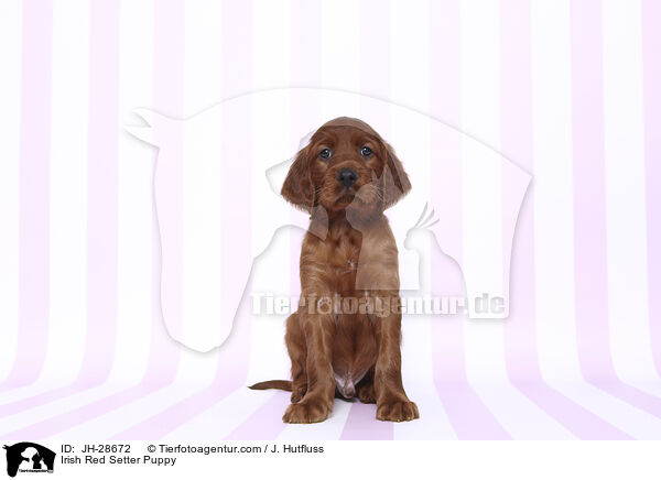 Irish Red Setter Welpe / Irish Red Setter Puppy / JH-28672