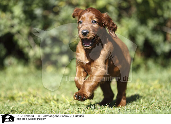 Irish Red Setter Puppy / JH-29133