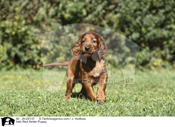 Irish Red Setter Puppy / JH-29137