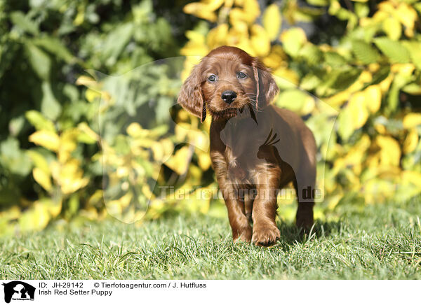 Irish Red Setter Puppy / JH-29142