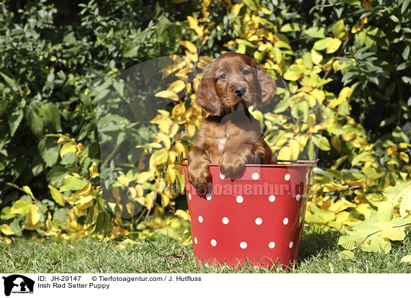 Irish Red Setter Welpe / Irish Red Setter Puppy / JH-29147