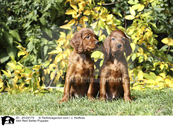 Irish Red Setter Welpen / Irish Red Setter Puppies / JH-29170