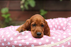 Irish Red Setter Puppy