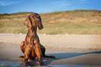 lying Irish Red Setter