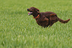 running Irish Red Setter