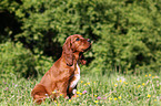 Irish Setter Puppy