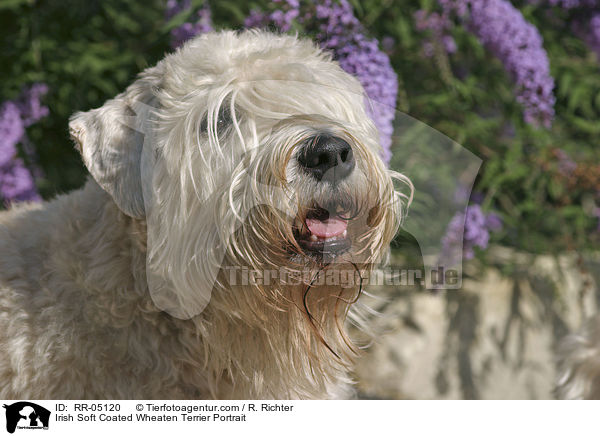 Irish Soft Coated Wheaten Terrier Portrait / RR-05120