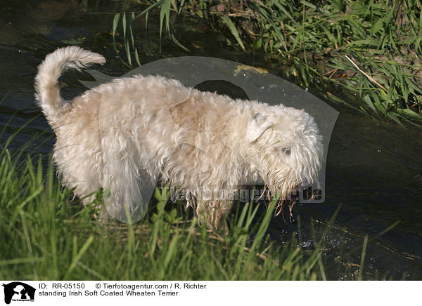 standing Irish Soft Coated Wheaten Terrier / RR-05150