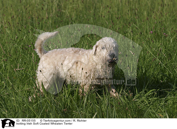 trabender / trotting Irish Soft Coated Wheaten Terrier / RR-05155