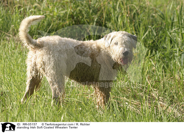 standing Irish Soft Coated Wheaten Terrier / RR-05157