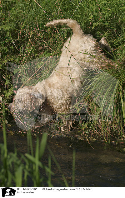 Irish Soft Coated Wheaten Terrier im Wasser / in the water / RR-05161
