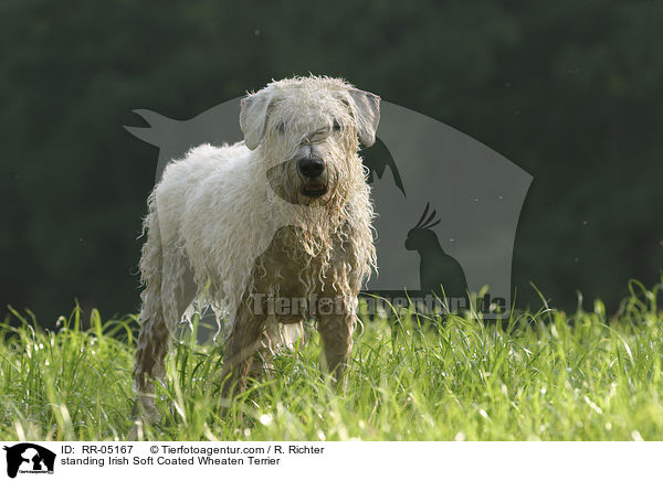 standing Irish Soft Coated Wheaten Terrier / RR-05167