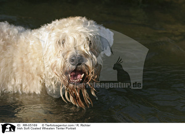Irish Soft Coated Wheaten Terrier Portrait / RR-05169