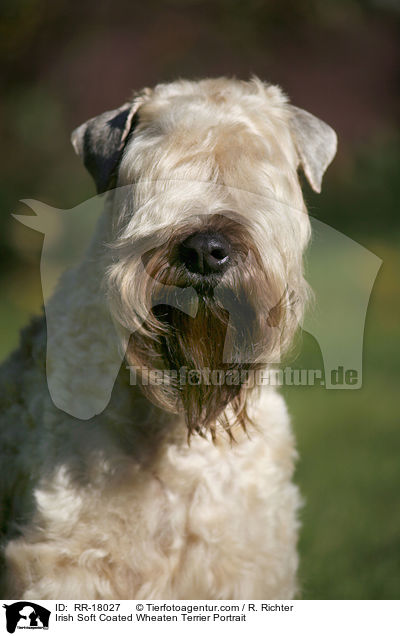 Irish Soft Coated Wheaten Terrier Portrait / RR-18027