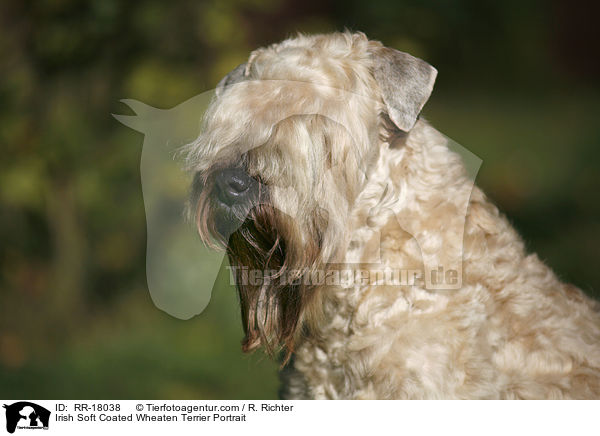 Irish Soft Coated Wheaten Terrier Portrait / RR-18038