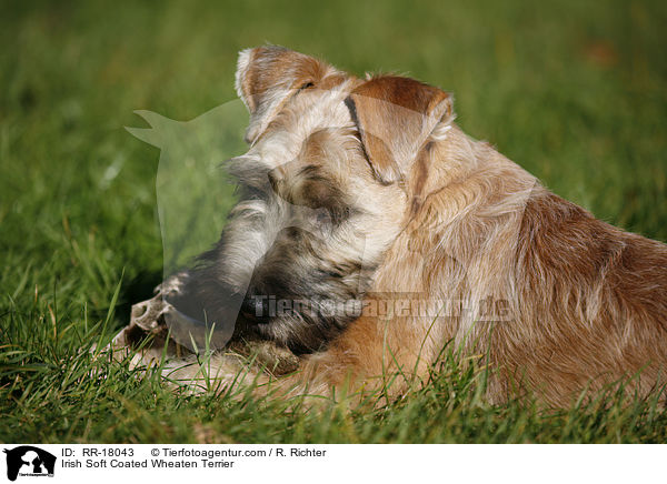 Irish Soft Coated Wheaten Terrier / RR-18043