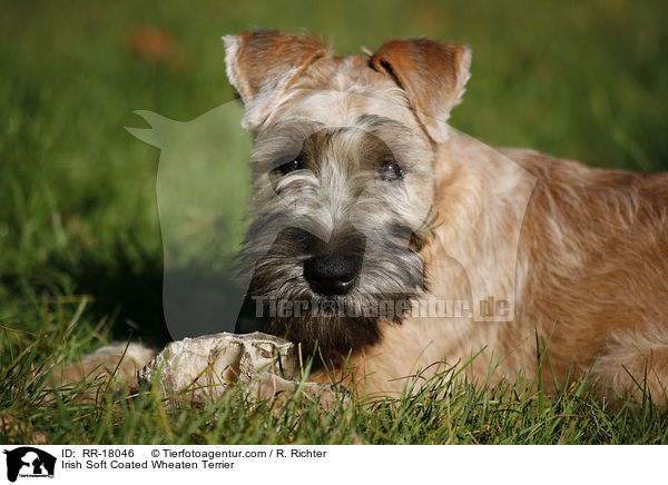Irish Soft Coated Wheaten Terrier / RR-18046