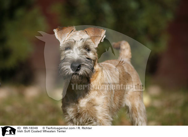 Irish Soft Coated Wheaten Terrier / RR-18048