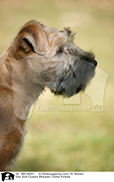 Irish Soft Coated Wheaten Terrier Portrait / RR-18051