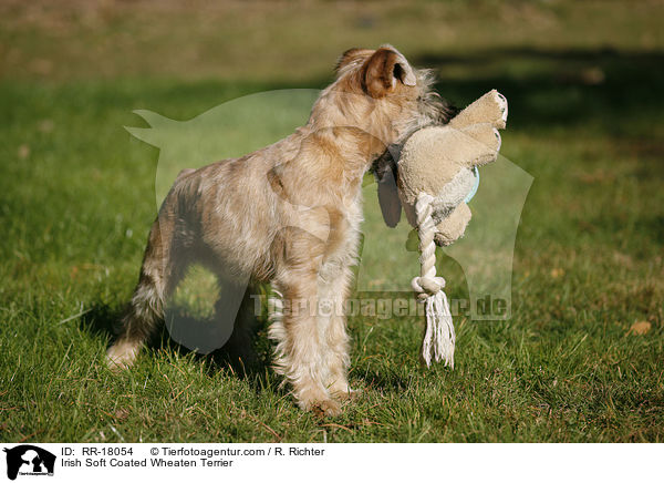 Irish Soft Coated Wheaten Terrier / RR-18054