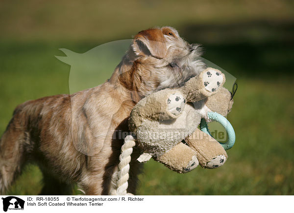 Irish Soft Coated Wheaten Terrier / RR-18055