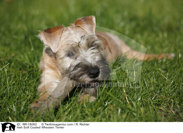 Irish Soft Coated Wheaten Terrier / RR-18062