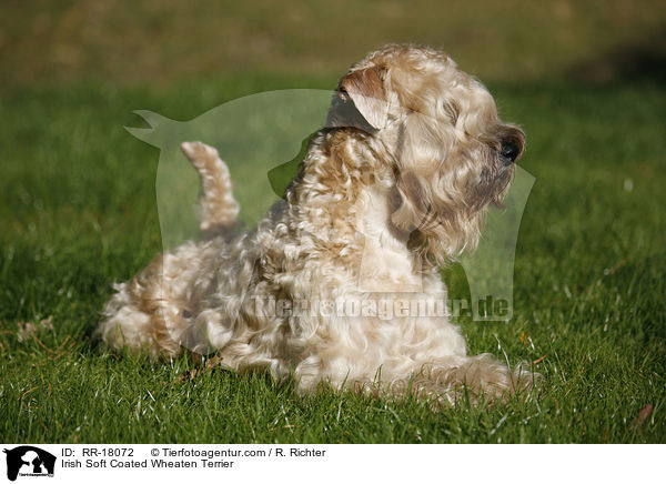 Irish Soft Coated Wheaten Terrier / RR-18072