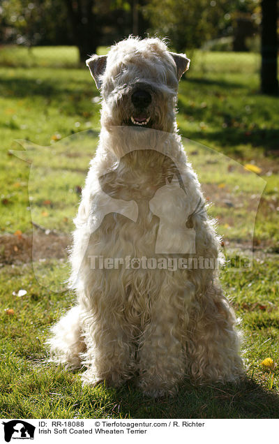 Irish Soft Coated Wheaten Terrier / RR-18088