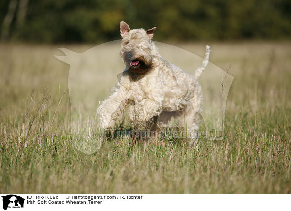 Irish Soft Coated Wheaten Terrier / RR-18096