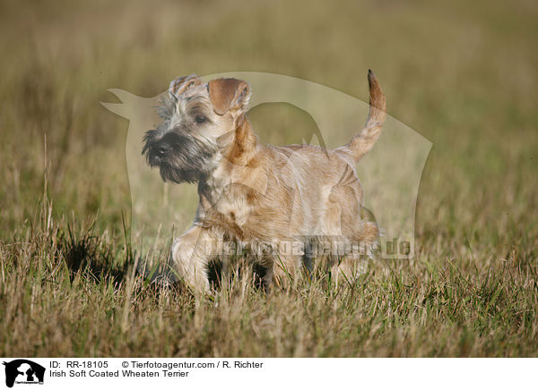 Irish Soft Coated Wheaten Terrier / RR-18105