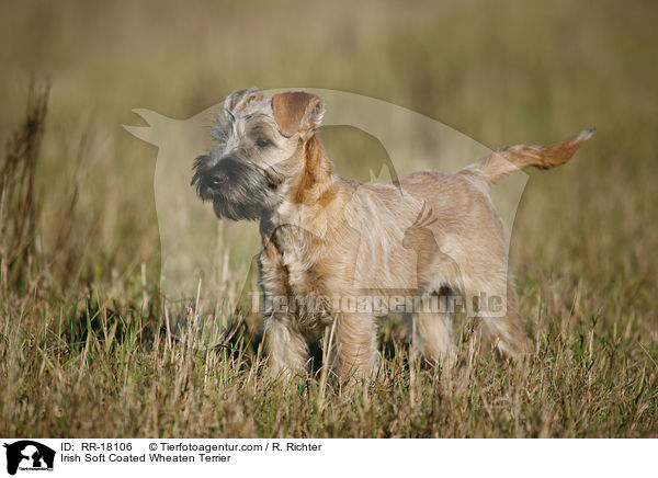 Irish Soft Coated Wheaten Terrier / RR-18106