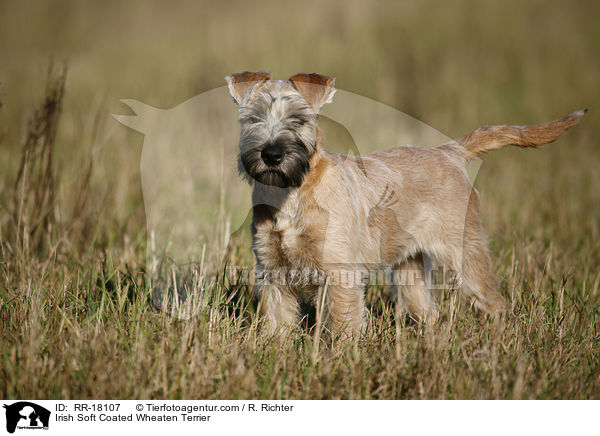 Irish Soft Coated Wheaten Terrier / RR-18107