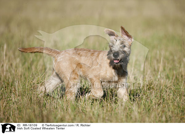Irish Soft Coated Wheaten Terrier / RR-18109