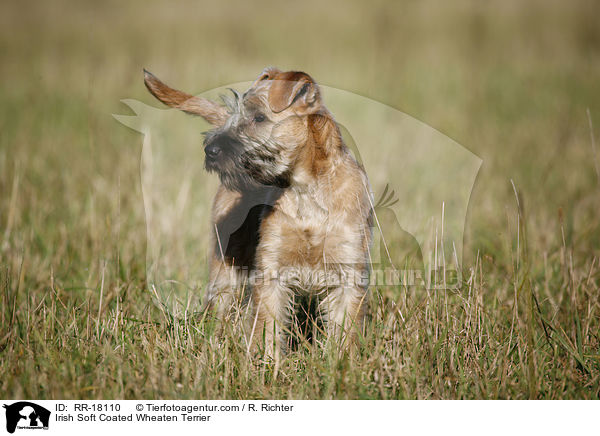 Irish Soft Coated Wheaten Terrier / RR-18110