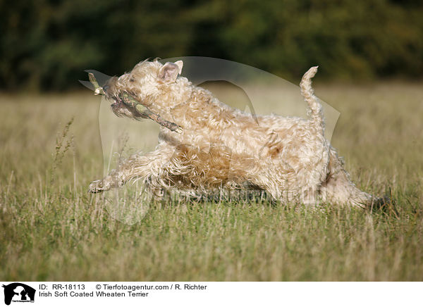 Irish Soft Coated Wheaten Terrier / RR-18113