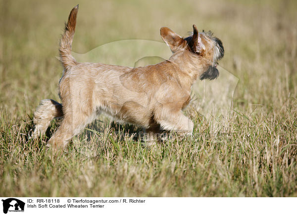 Irish Soft Coated Wheaten Terrier / RR-18118