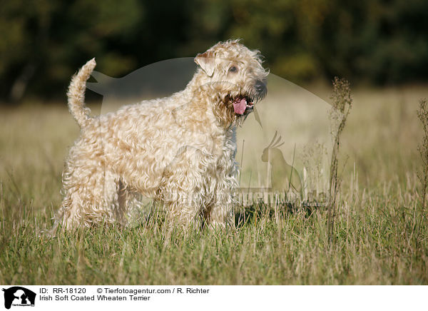 Irish Soft Coated Wheaten Terrier / RR-18120