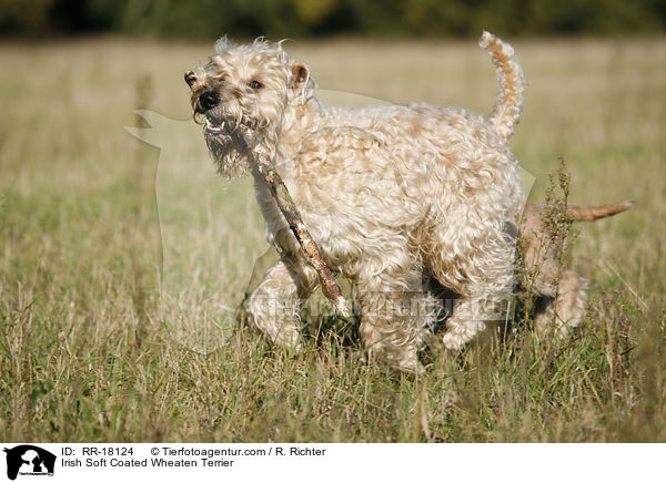 Irish Soft Coated Wheaten Terrier / RR-18124