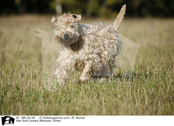Irish Soft Coated Wheaten Terrier / RR-18126