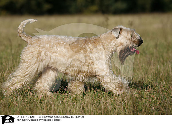 Irish Soft Coated Wheaten Terrier / RR-18128