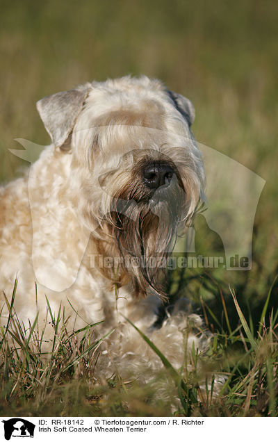 Irish Soft Coated Wheaten Terrier / RR-18142