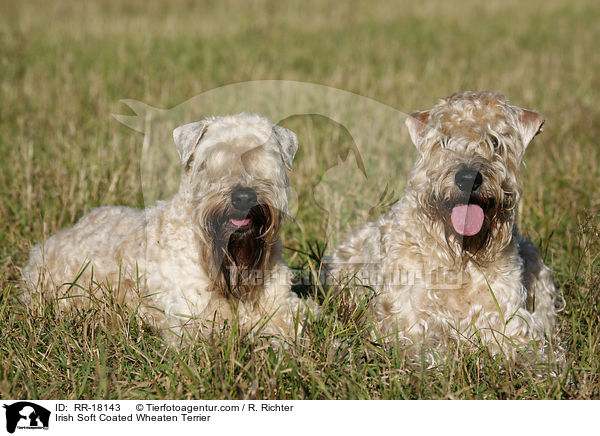 Irish Soft Coated Wheaten Terrier / RR-18143